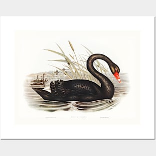 Black Swan (Cygnus atratus) Posters and Art